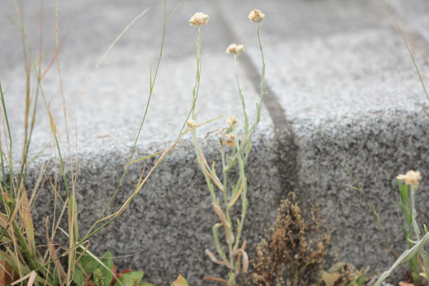 Laphangium luteoalbum