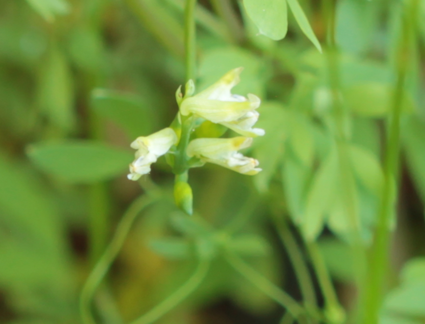 Ceratocapnos claviculata: fleurs