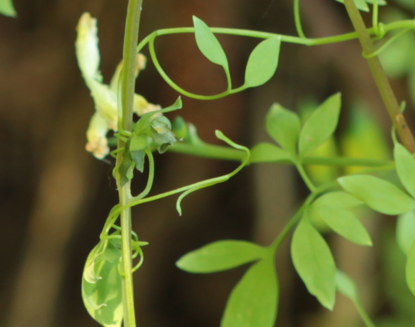 Ceratocapnos claviculata: détail de la vrille. 