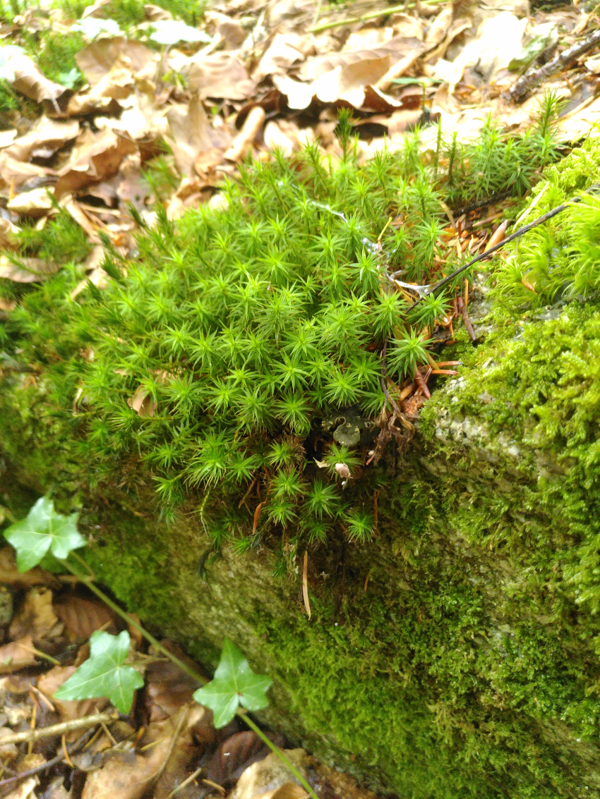 Polytrichum juniperinum